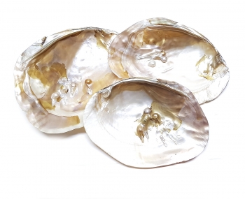 Muschel / Muscheln mit Perlen - Schmuckprsentation ca. 14 bis 17 cm