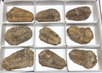 9er Set Trilobiten aus Marokko ca. 50-80 mm