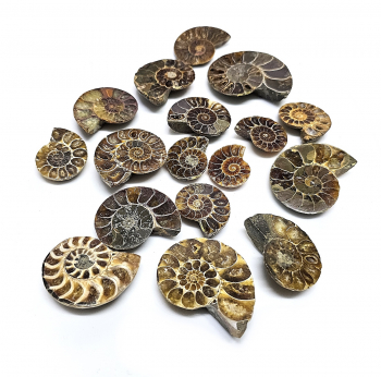 17 geschnittene und polierte Ammoniten- Einzelset