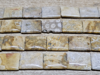 Koralle fossil Rechteckstrang�ca. 22 x 30�mm / ca. 38 cm