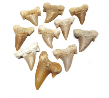 10er Set Haifischzahn versteinert ca. 25�bis 35�mm aus Marokko - Einzelset