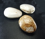 versteinerte Muschel aus Madagaskar (Jura) ca. 60-80 mm