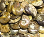 Ammoniten Cleoniceras rundum poliert teils opalisierend ca. 400-500 gr.