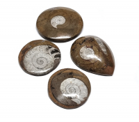 3er Set Ammoniten in Matrix geschliffen ca. 45 - 90 mm