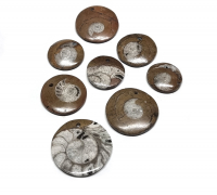 5er Set Ammoniten in Matrix Anhänger gebohrt ca. 30-45 mm