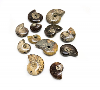 12 polierte Ammoniten - teilweise lngs gebohrt - Einzelset